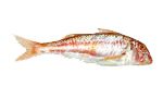 Triglia, Rouget Barbet, Salmonete, Red Mullet